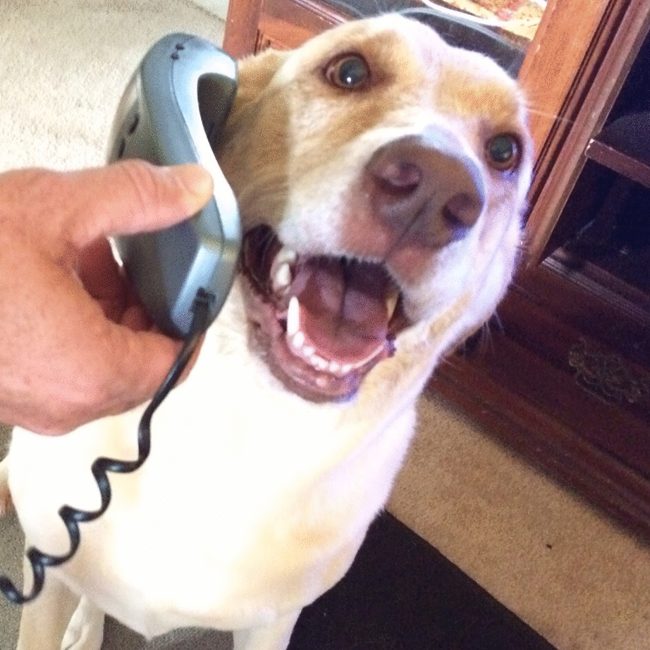 best friend national dog day mobilemoments