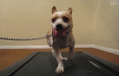 dogs perfect loop treadmill