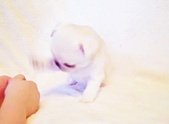 puppy moving