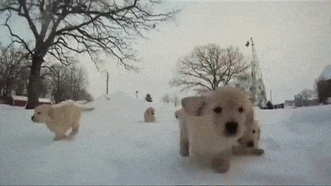 dogs puppies puppy gif