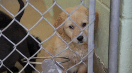 dog golden retriever roll over
