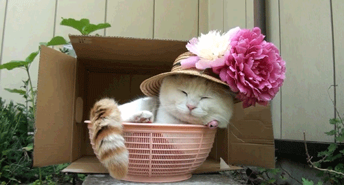 kawaii flowers cat