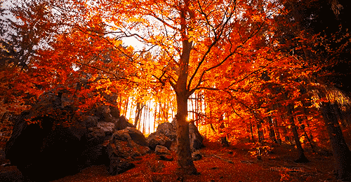 landscape tree