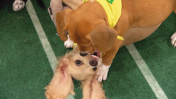 puppybowl dogs animal planet puppy bowl