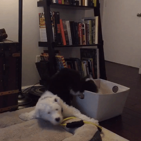 whosay dog fail puppy