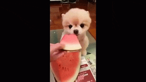 cute puppy watermelon