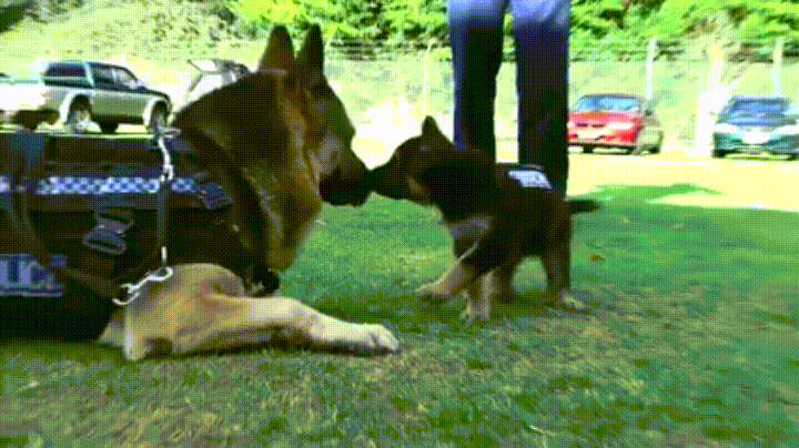 puppy police