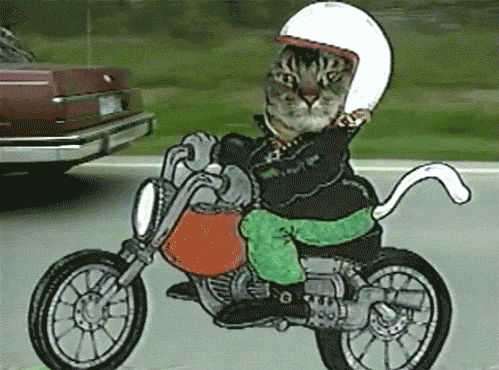 cat motorcycle