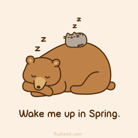 spring cat bear