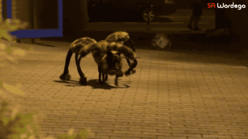 dog prank spider
