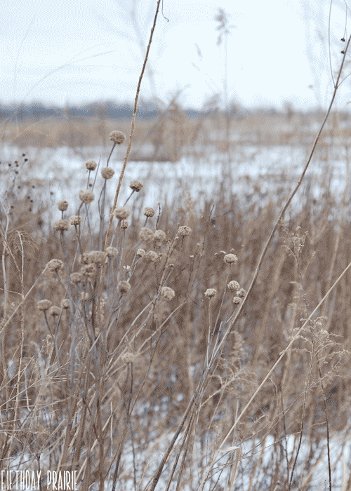 landscape field