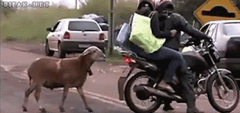 motorcycle sheep duel