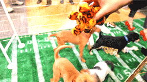 cute football puppy