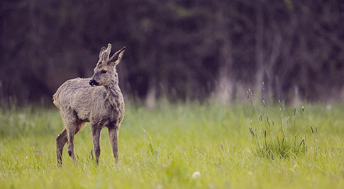 animal forest