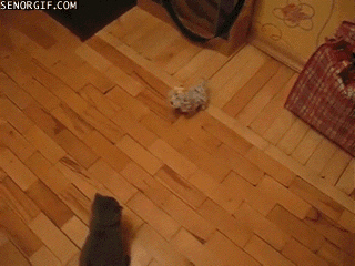 cheezburger cat robots our only hope against skynet