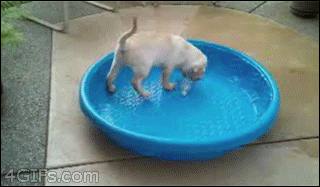puppy pool turtle