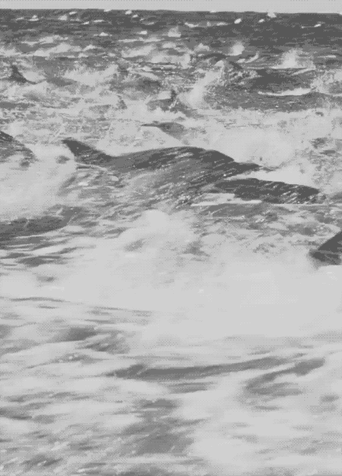 black and white ocean