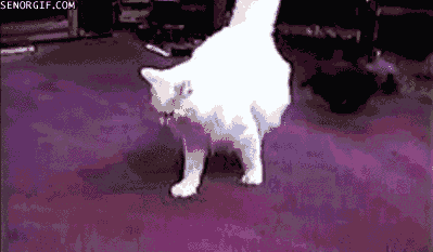 cheezburger cat puppy lazy