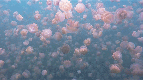 jellyfish