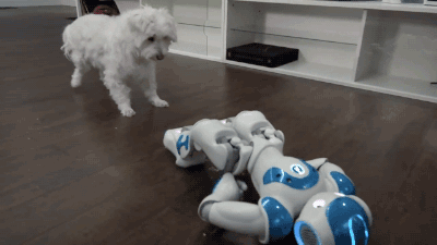 dog robot