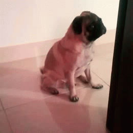 cute puppy pug