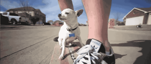 dog skateboard