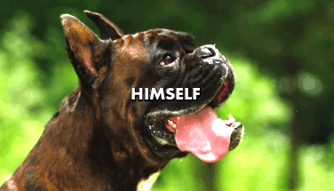 dog animaledit roll over