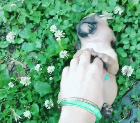 cheezburger puppy tickles