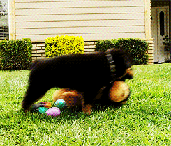 puppy playing