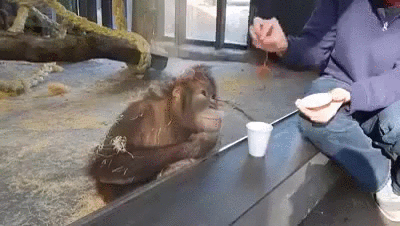 trick finds orangutan