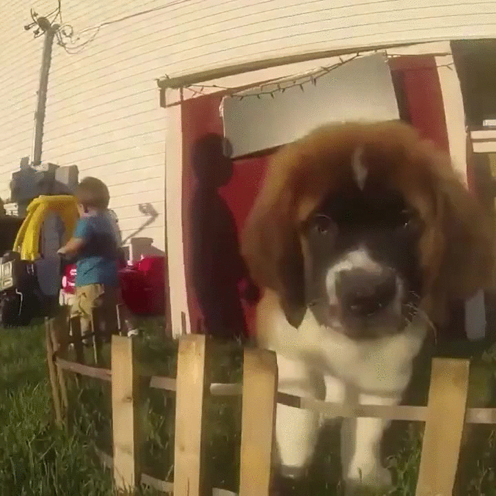 puppy chase