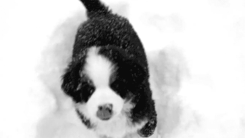 puppy bernese mountain dog