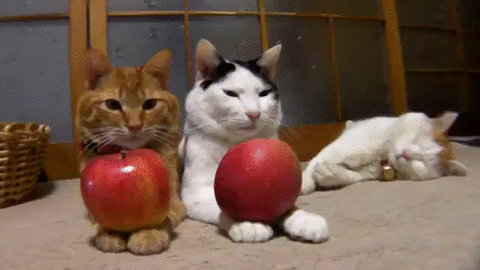 cat apple