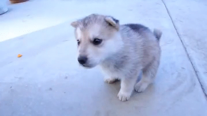 puppy husky howl