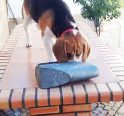 puppy animals gif