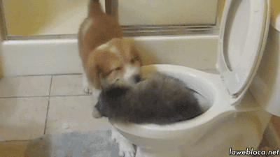 puppy toilet