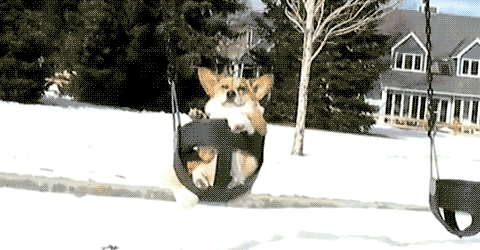 corgi dog swing