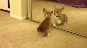 dog puppy playing