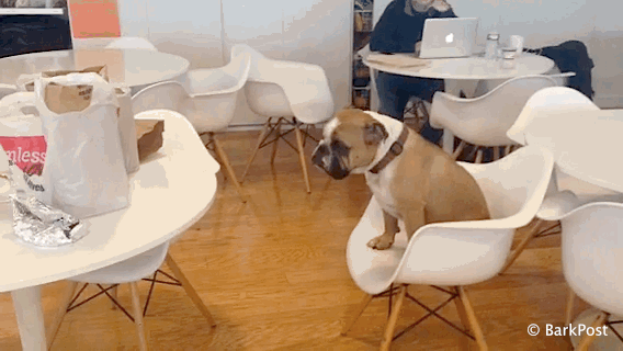 barkpost sad bulldog gif