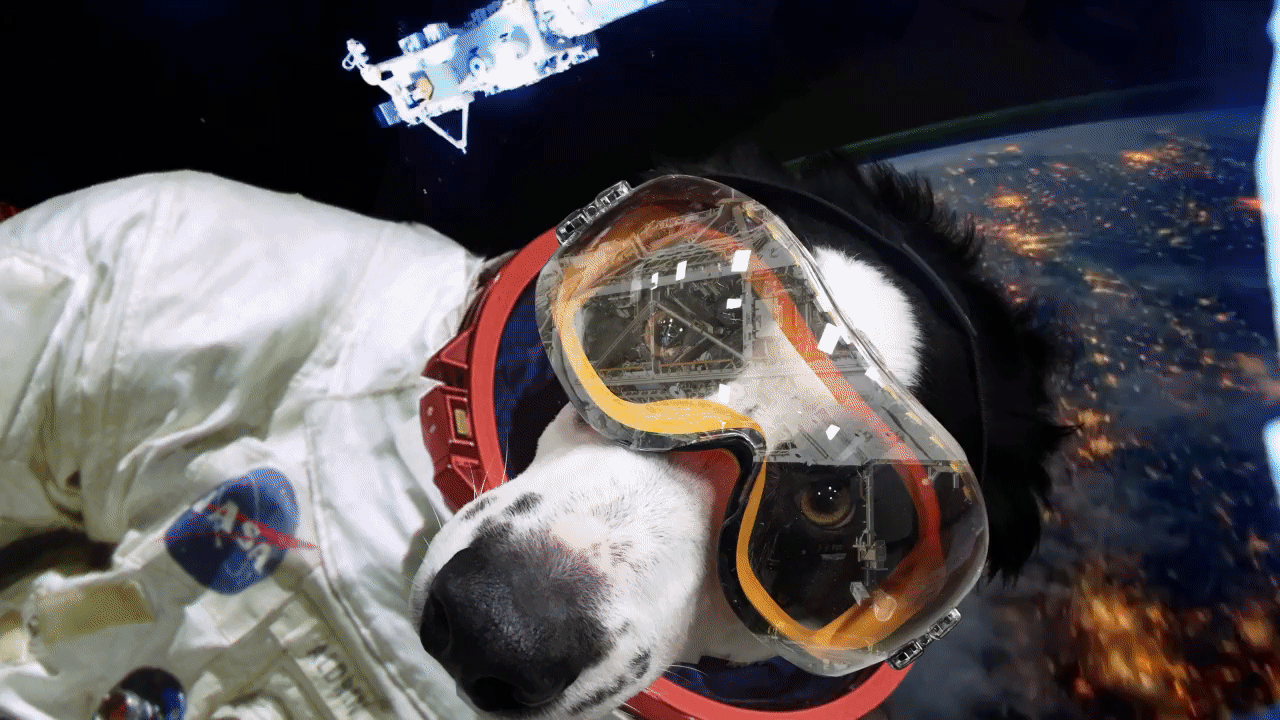 space photoshopbattles odd puppy