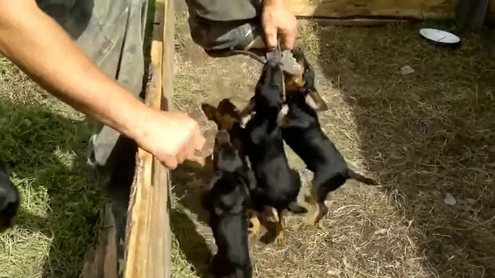 attack puppies