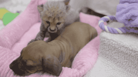 puppy cheetah