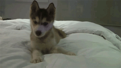 puppy husky