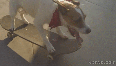 dog skateboard trick