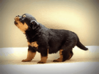 dog puppy rottweiler