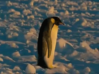 penguin