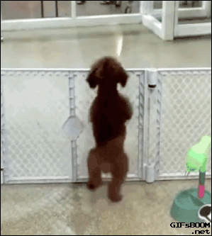 puppy dancer