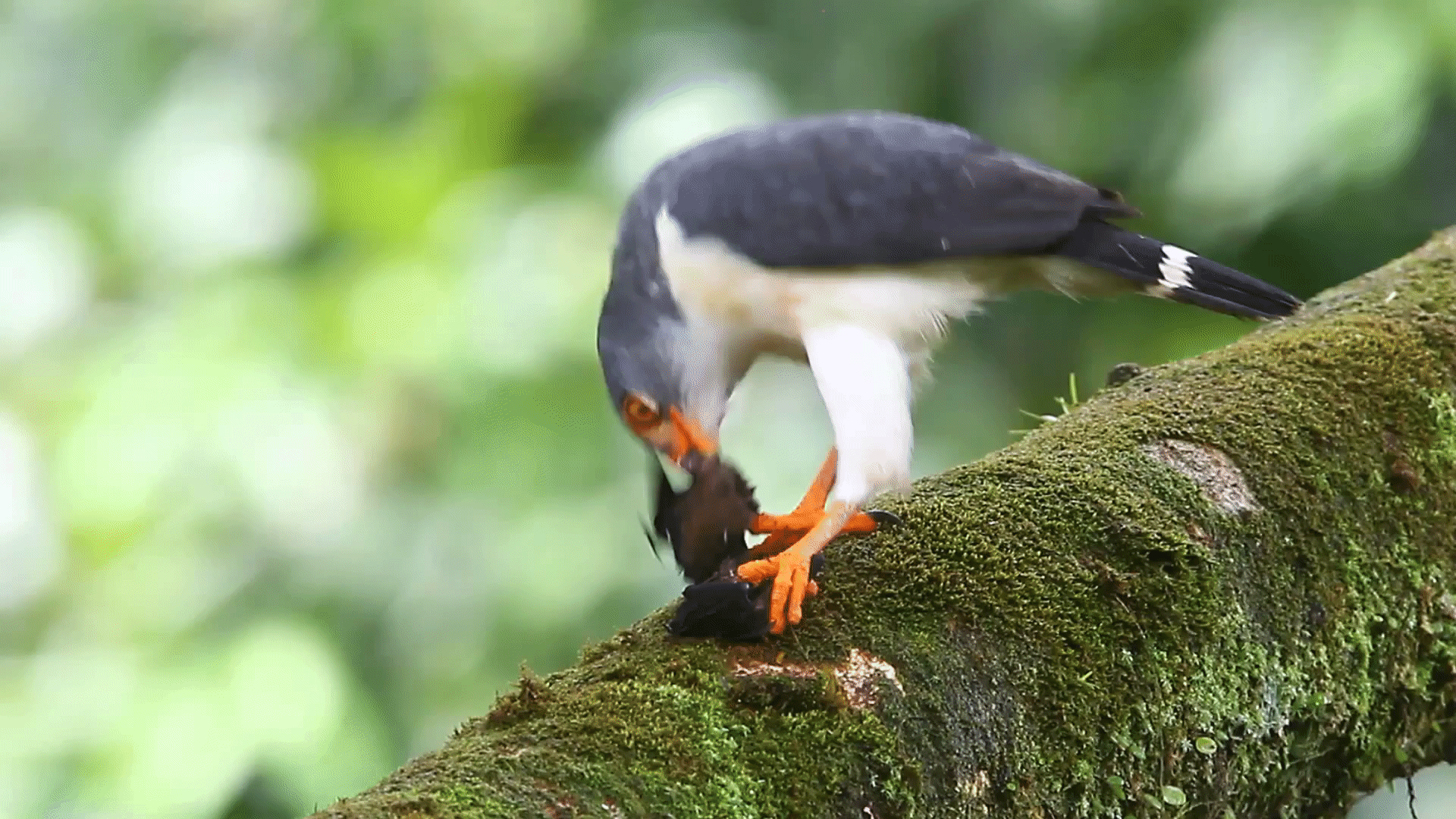 hawk semiplumbeus leucopternis