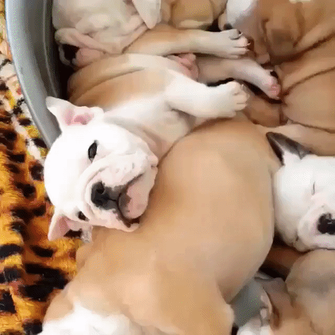 puppies pile