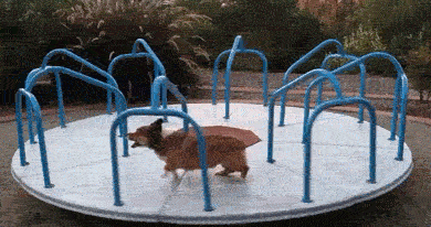 dog loop corgi